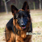 red and black german shepherd puppies for sale near me